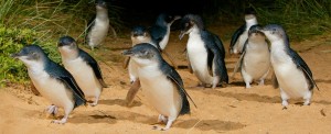 Penguins parade Phillips Island