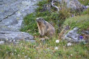 marmotta-grossglockner-pixabay